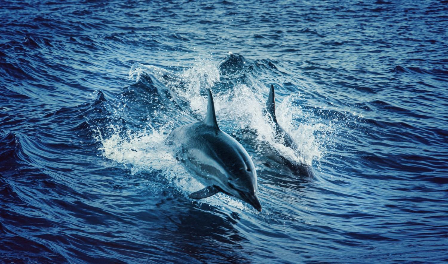 Dolphin and whale watching