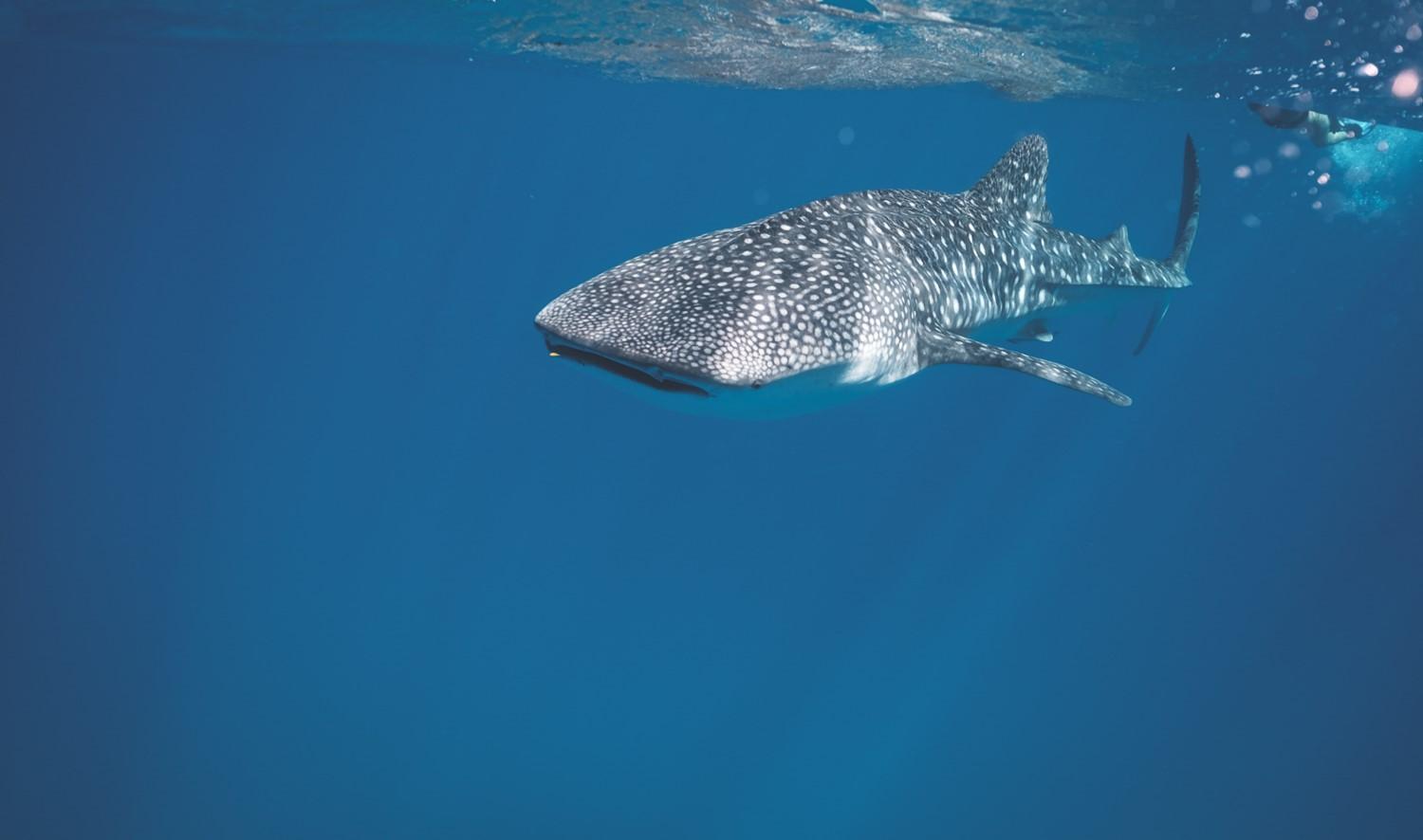 Whale shark tours